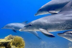 Dolphin trip