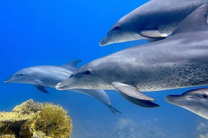 Dolphin trip