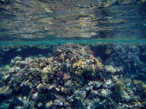 Discovery scuba dives