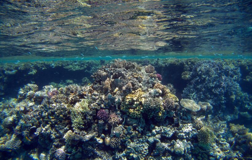 Discovery scuba dives